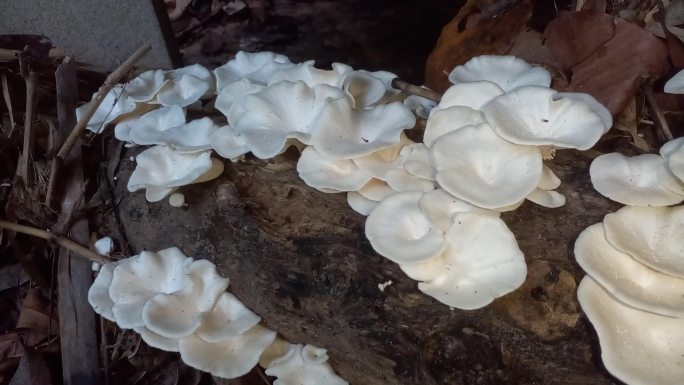 香菇蘑菇种植生态食品