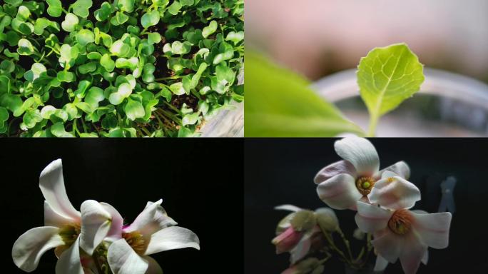 生命惊喜与感动：种子萌芽生长花儿次第绽放