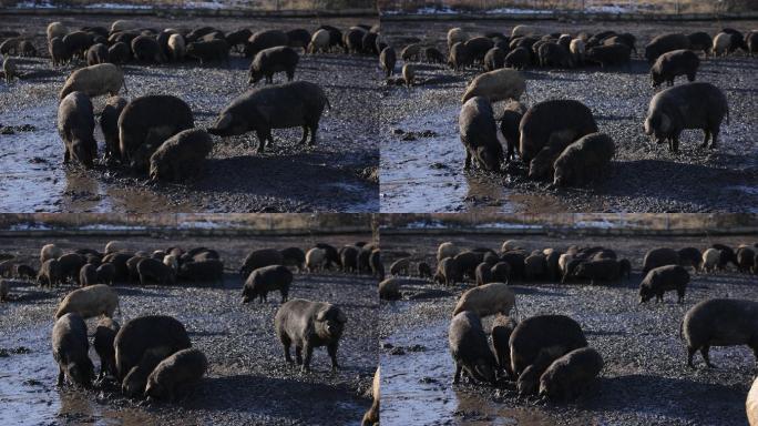 曼加里卡猪在覆盖着泥土的露天农场上吃草