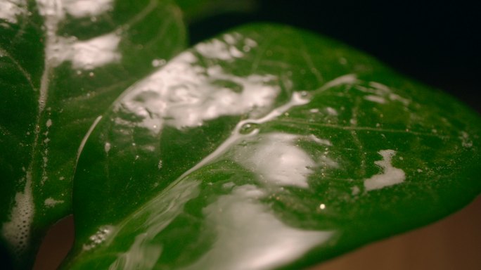 湿叶广角宏观摄影绿叶叶子上喷洒营养液
