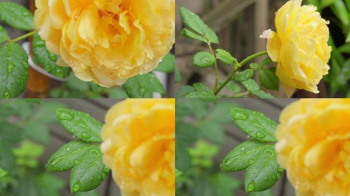 黄色月季玫瑰雨中特写微距