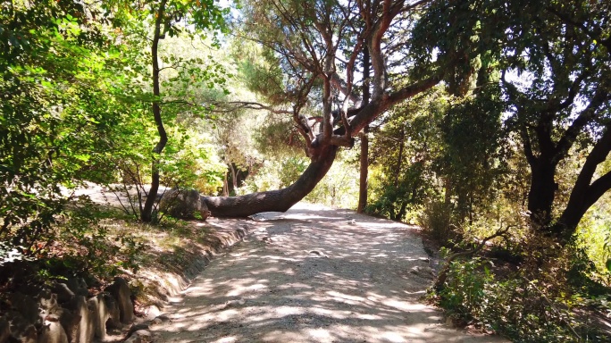 一棵弯曲的老松树，树干挡住了道路。