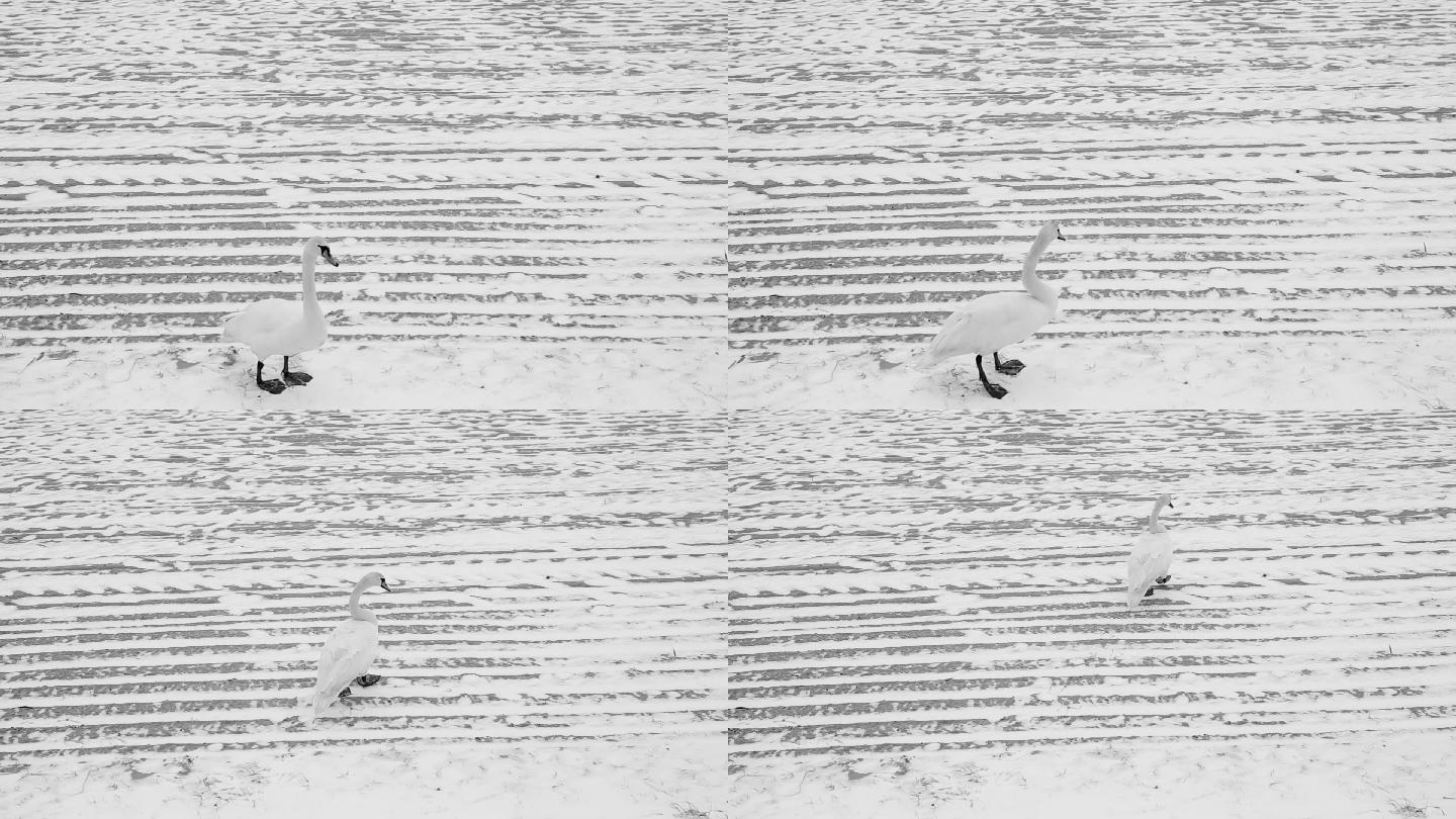 海滩上的天鹅，冬天，黑白相间