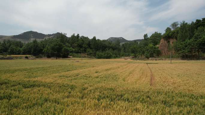 夏季金黄色绿色麦田小麦成熟