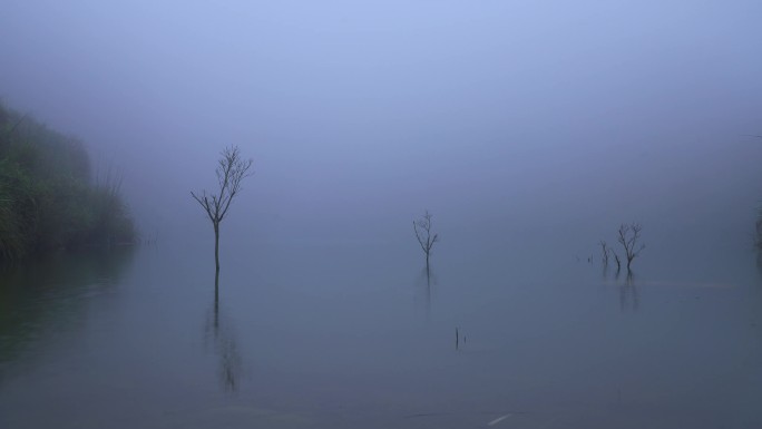 水面上的枯木山林雾气