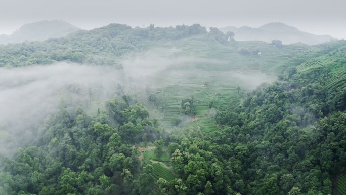 雾茶山茶园云雾