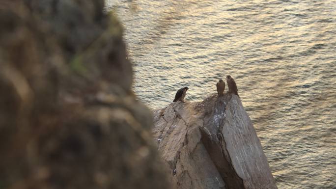 海边山崖上的三只游隼