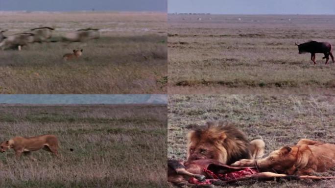 80年代狮子捕猎捕食