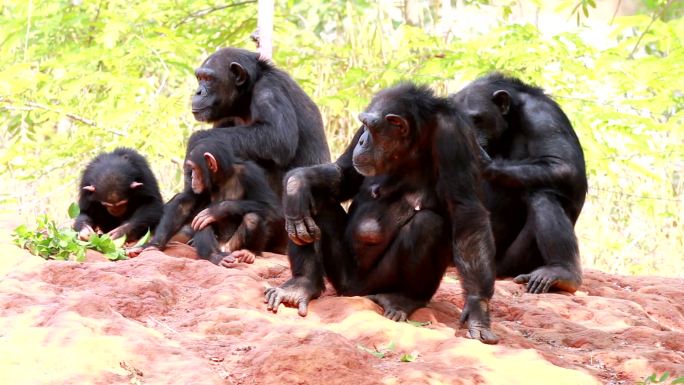 黑猩猩饲养保护野生动物生性胆小