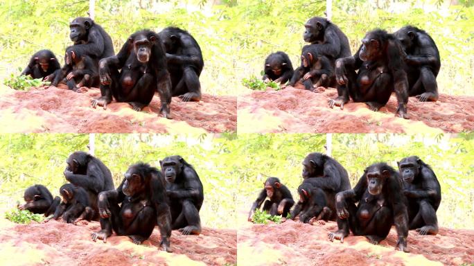 黑猩猩饲养保护野生动物生性胆小