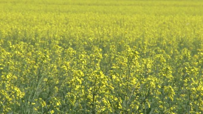 新疆稻谷麦田田地油菜花自然风景 C021