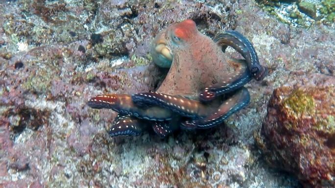 泰国克拉比安达曼海科哈群岛，暗礁章鱼（蓝八爪鱼）头足类无脊椎动物触须在水下游泳。