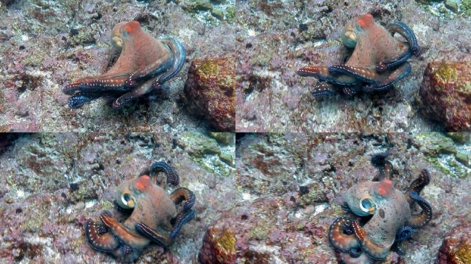 泰国克拉比安达曼海科哈群岛，暗礁章鱼（蓝八爪鱼）头足类无脊椎动物触须在水下游泳。