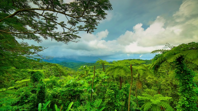 埃尔云克国家森林，波多黎各