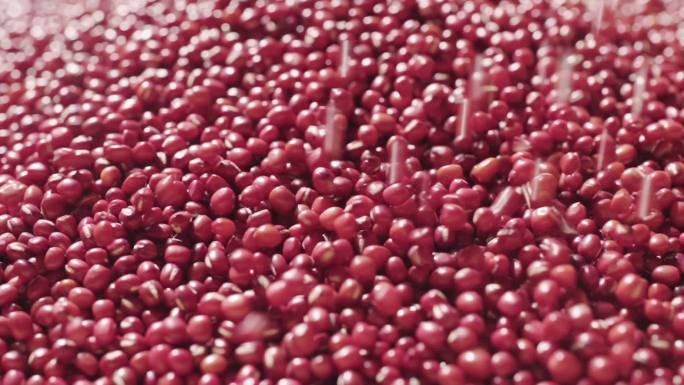 生红豆籽食品有机、蛋白质健康食品