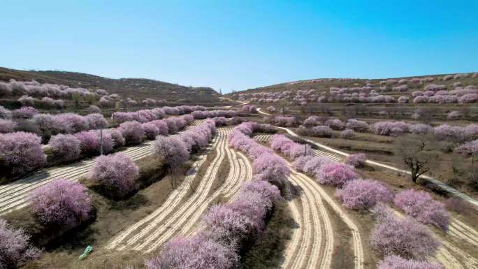 宁夏固原彭阳山花黄土高原绽放