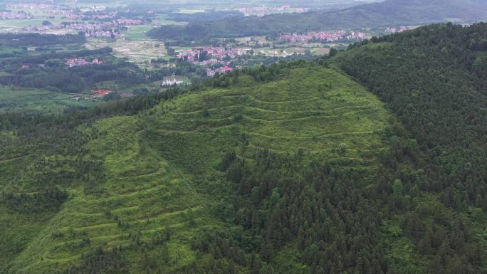 茂密的山林