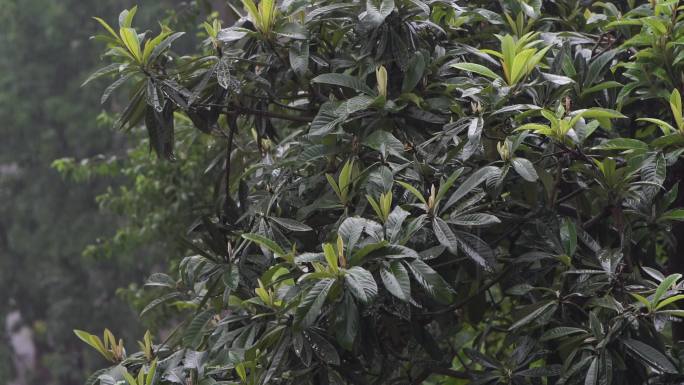 雨天素材