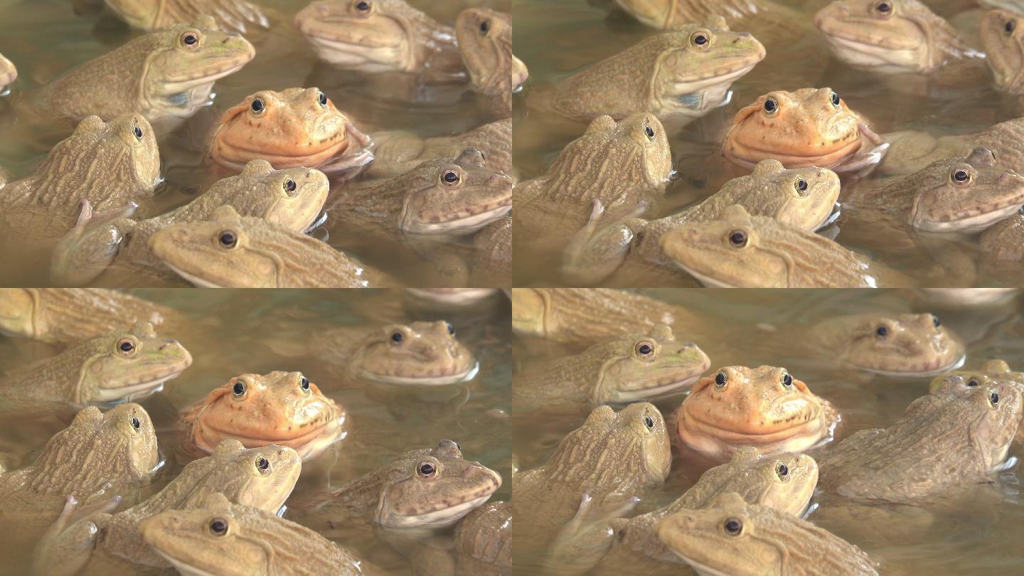 青蛙群青蛙