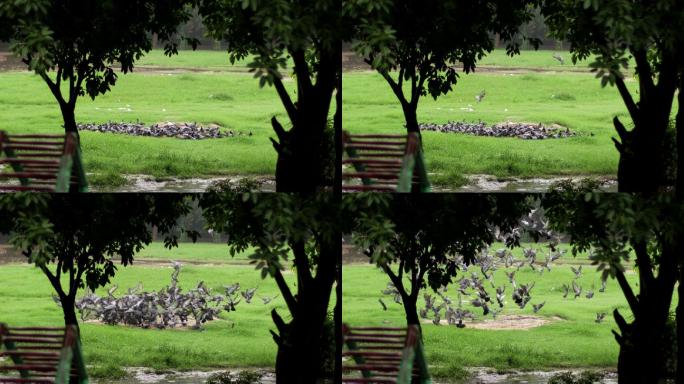 雨季公园的鸟群四散飞逃的鸽子