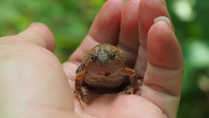 手上有条纹铲形蛙手上的小青蛙