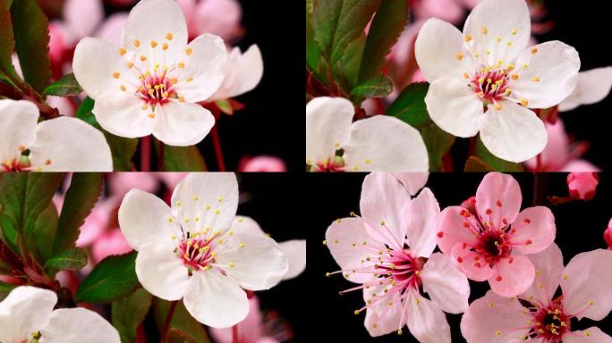 粉红色樱花盛开立夏芒种春季春暖花开小清新