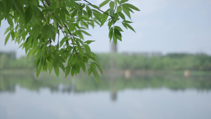 4k湖边挂角树