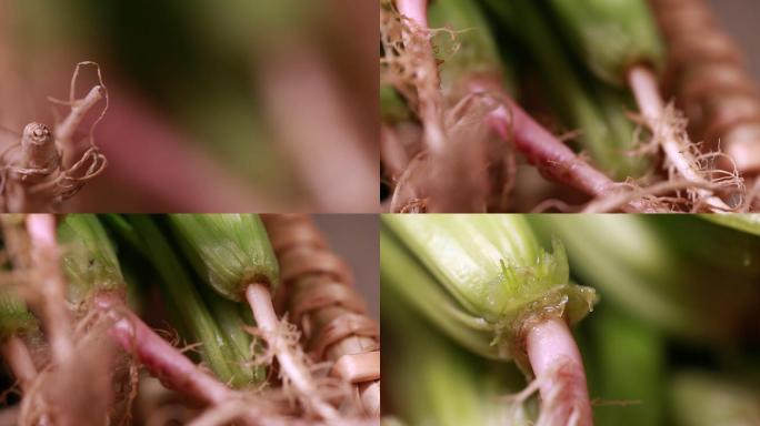 【镜头合集】根须蔬菜植物根部微距特写