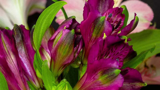 Alstroemeria，俗称秘鲁百合或印加百合，在4K延时电影中以黑色背景绽放。Alstroeme