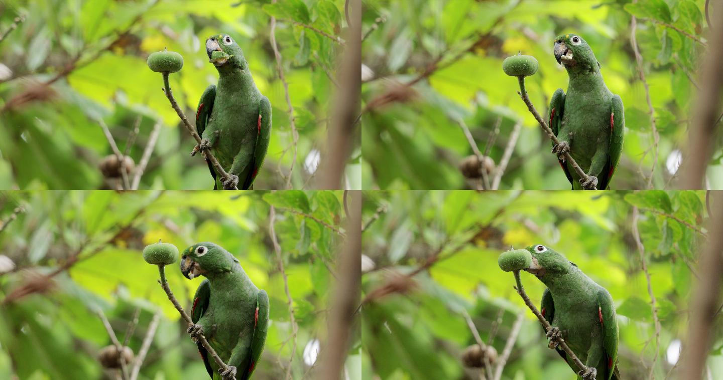 米利鹦鹉，巴拿马特写进食动物世界