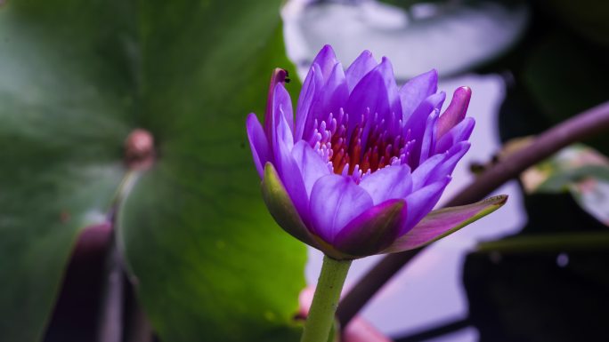 紫色睡莲开花延时