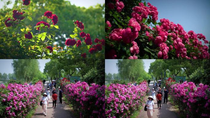 月季花花海苏州盛泽湖月季园