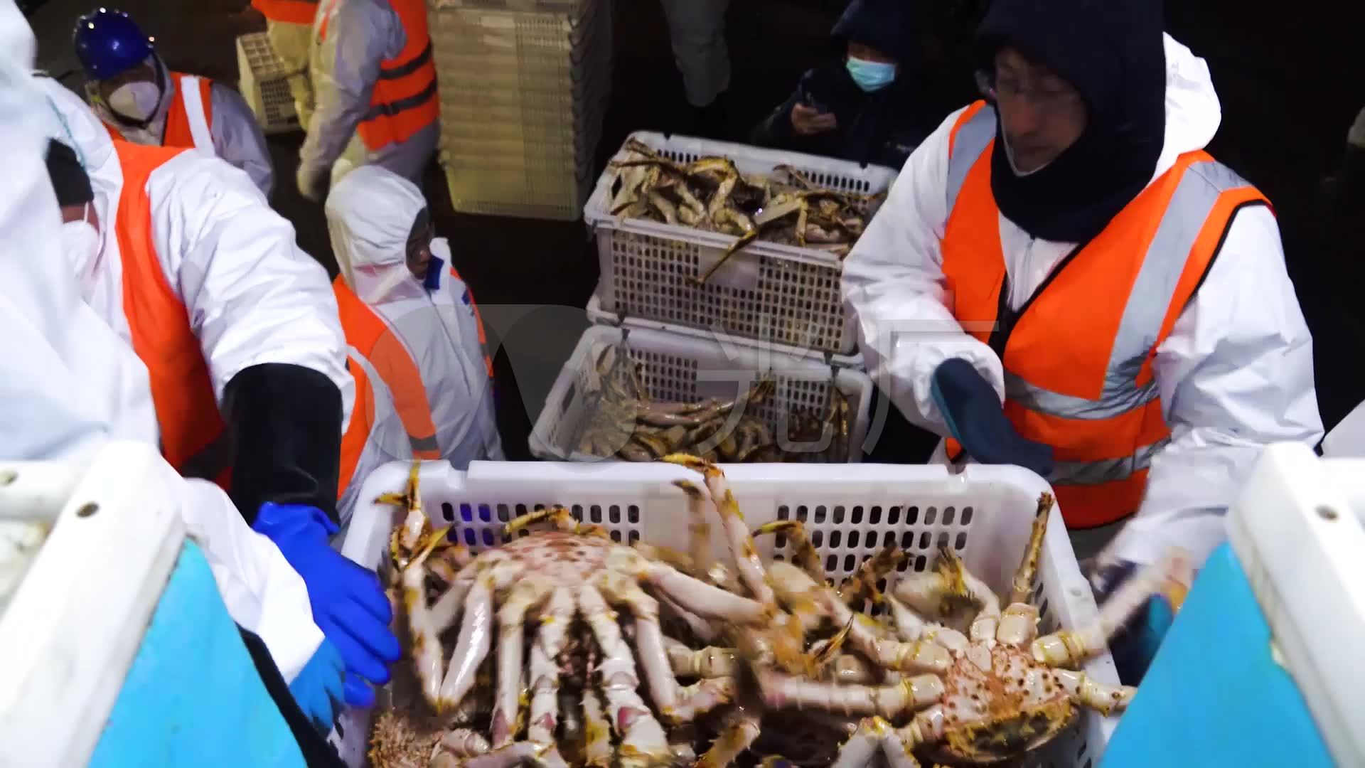 俄罗斯渔民主要捕捞的帝王蟹有几种？岸泰螃蟹集团来为您解惑！