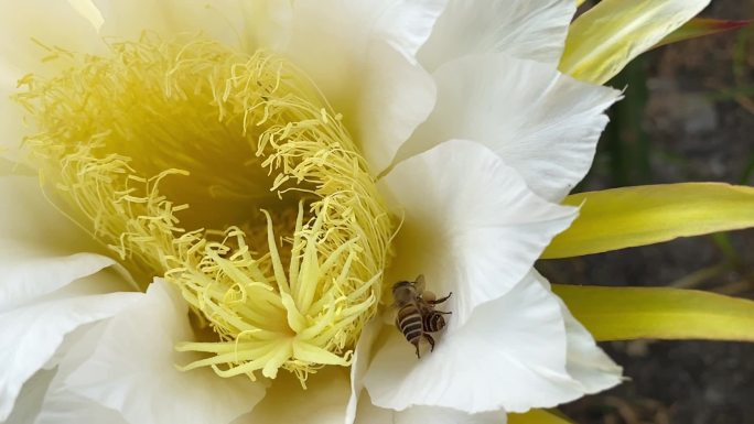 蜜蜂在龙果芽上采集花蜜