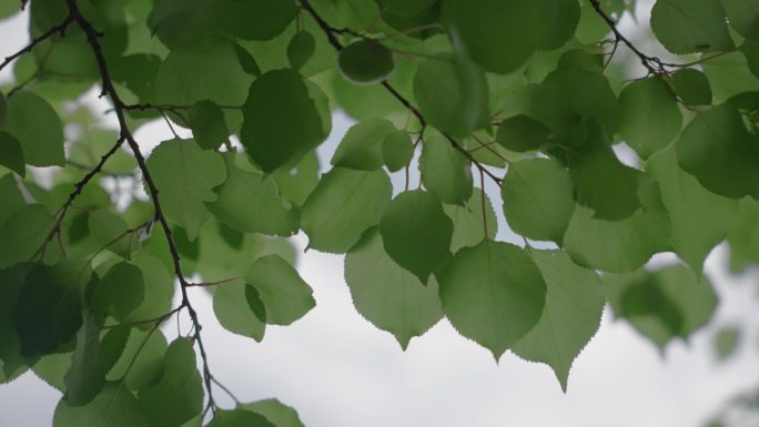 4k植物特写大自然美景唯美空境