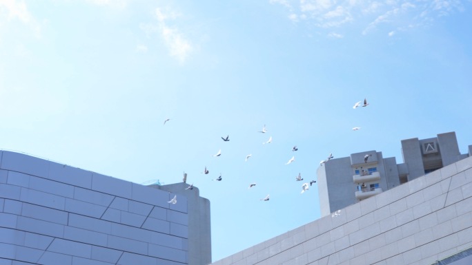 一群白鸽在天空中飞翔