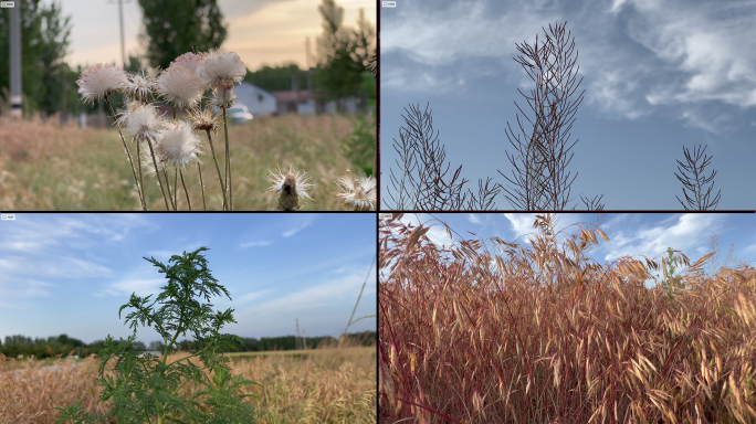 无名的野花和小草 在夕阳下微风中摇曳