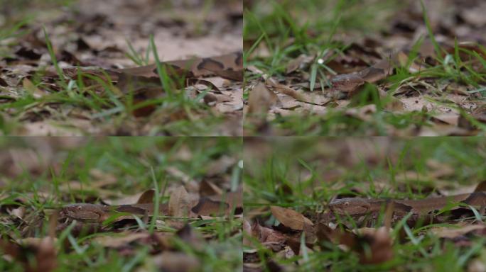 铜斑蛇在草地上爬行，中途停顿