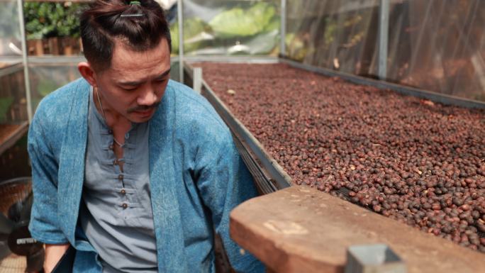 一名亚洲人在咖啡种植园检查咖啡豆的质量