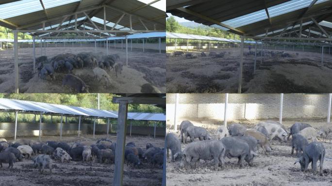 养殖业  畜牧业  养猪   饲养