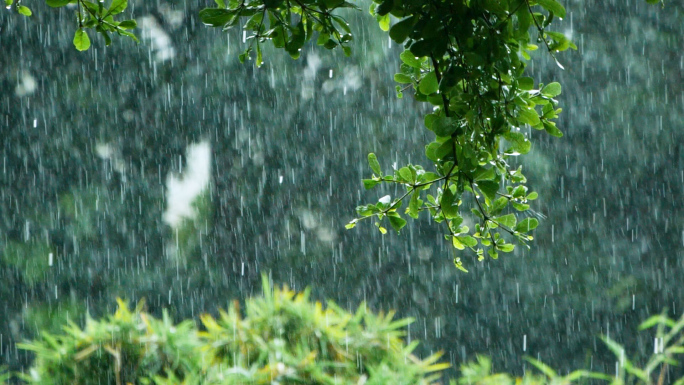 暴雨下的树叶随风飘摇，下雨天唯美雨景素材