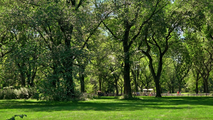 美国曼哈顿中央公园绿树绿草区