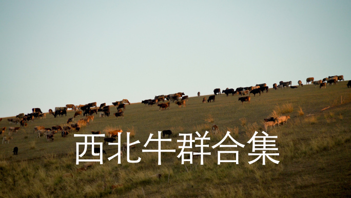 中国西北牛群合集