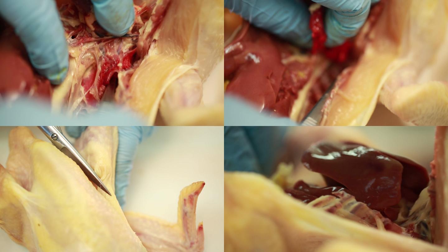 【镜头合集】解剖肉鸡尾脂腺淋巴系统细菌
