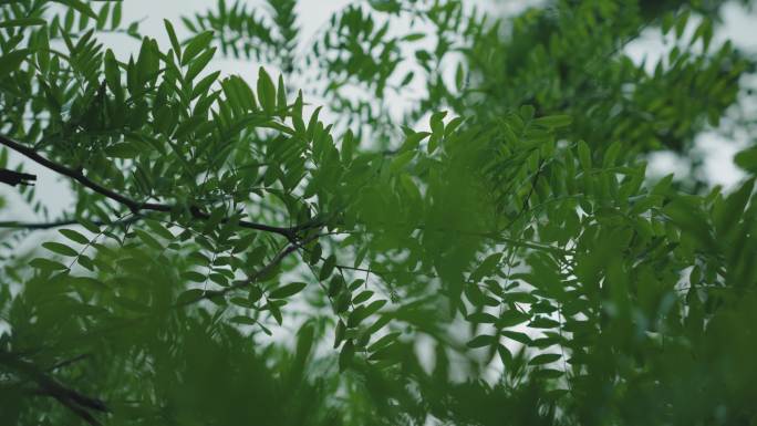 4k植物特写大自然美景唯美空境