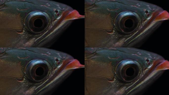 金鱼眼睛龙鱼眼睛鱼类眼睛微距特写