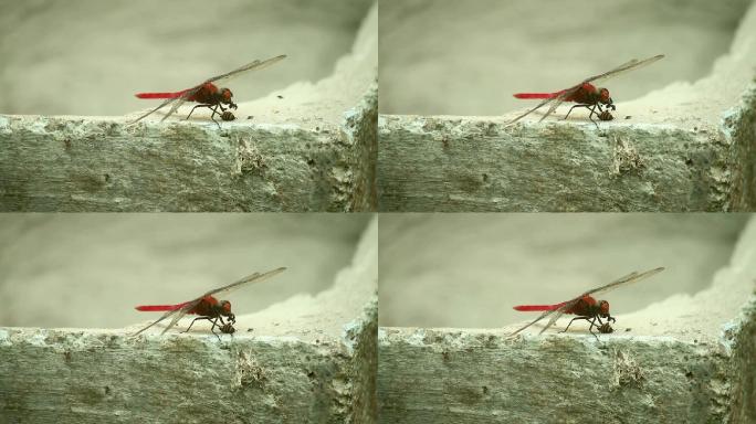 蜻蜓红色蜻蜓