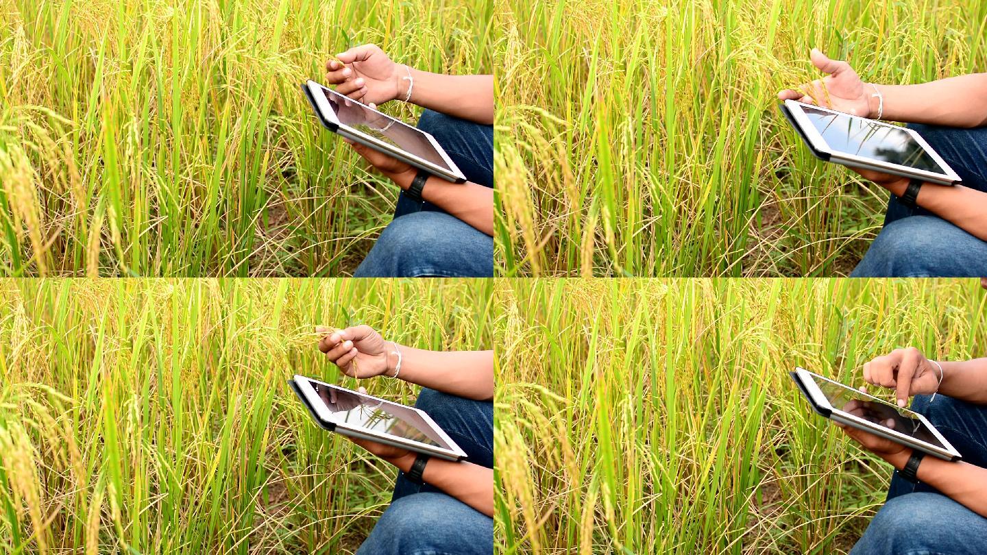 男子在稻田使用智能手机和平板电脑。