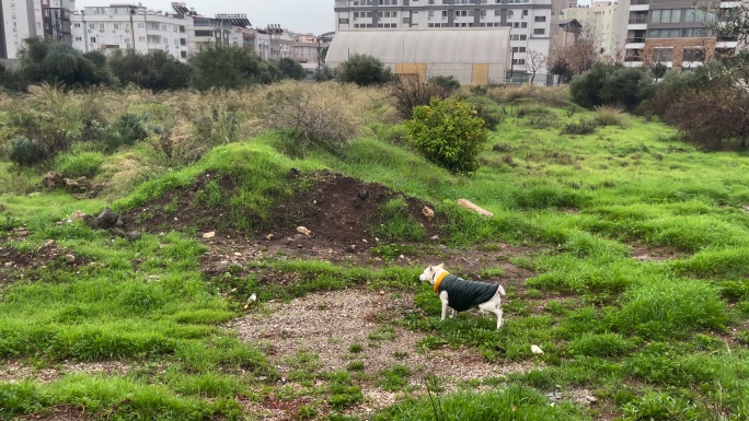 撒尿的狗城市中狗在户外小便城市中的狗流浪