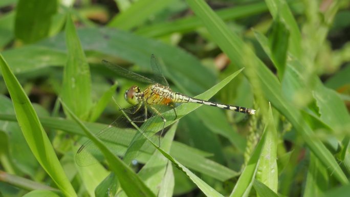 湿地中的白蛉。草叶子上的蜻蜓